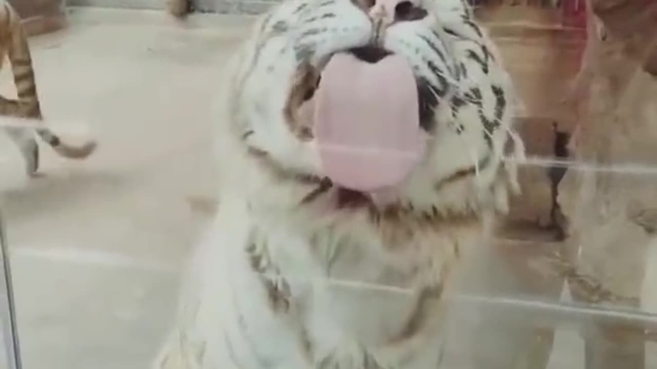 Funniest Animal Videos of the year (2023), funniest animals ever. relax with cute animals video