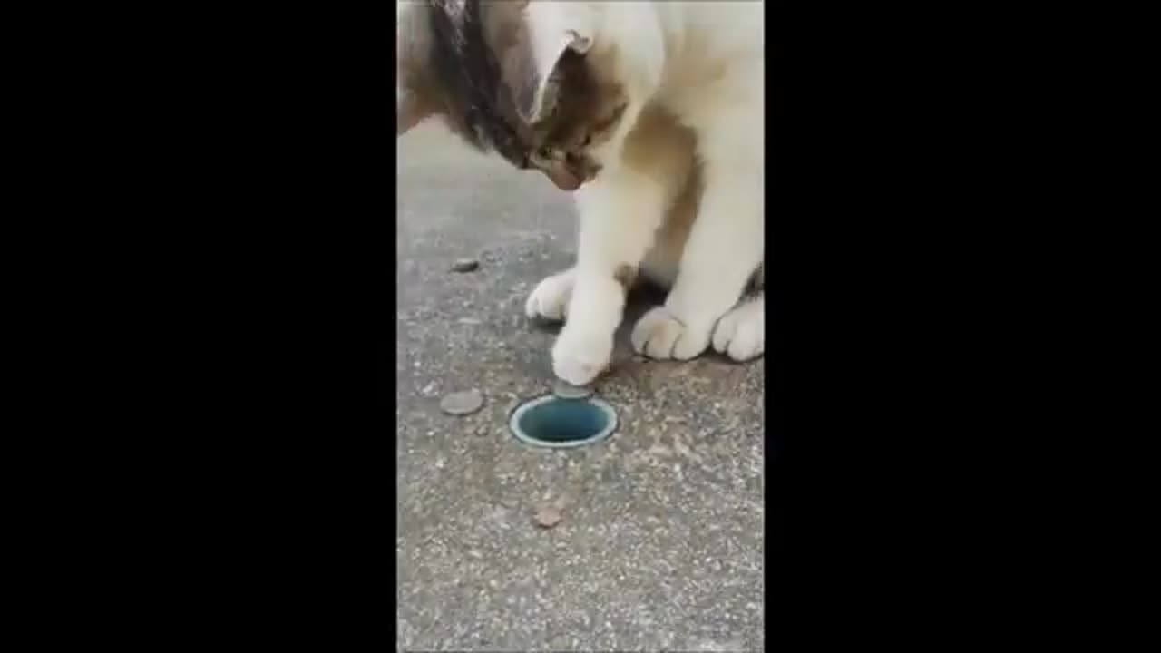 Funny cats / dogs - Funny animal videos 2023