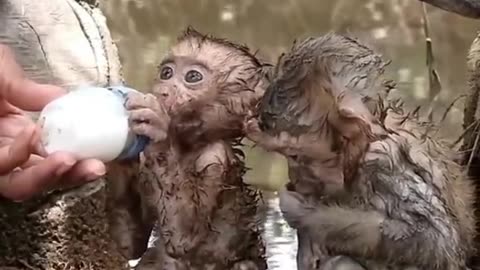 Most papular monkey baby