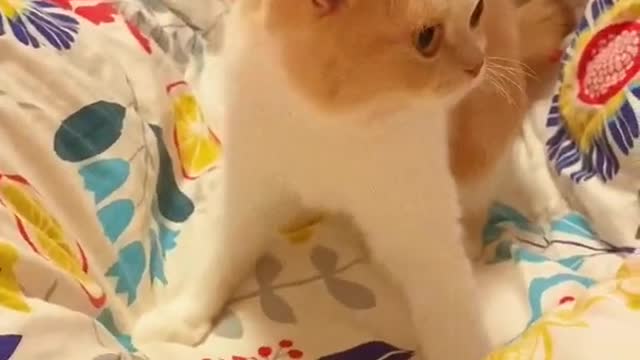 Cute ,beautiful Cat playing on bed