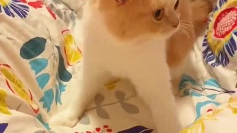 Cute ,beautiful Cat playing on bed