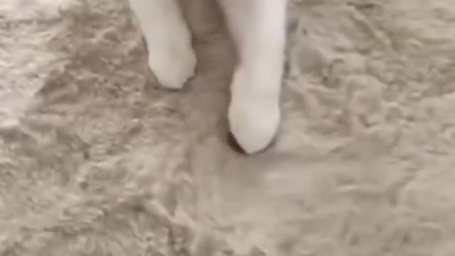 Funniest Animals 2022 π Fun with Cats and Dogs πΊπΆ Part 02