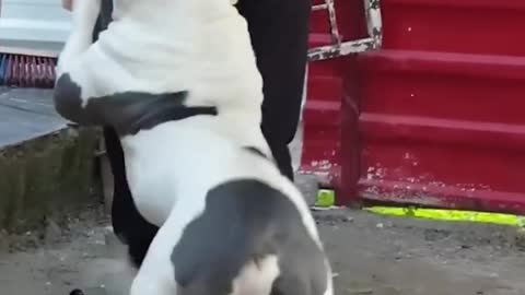 BEST TRAINING OF PITBULL