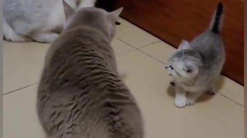 Funny cats fight