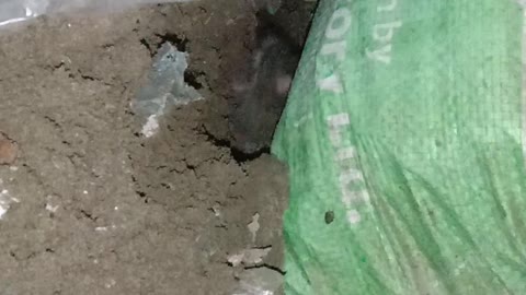 Hungry Cat Want to Catch the Rat When he Made his Home at Mid Night