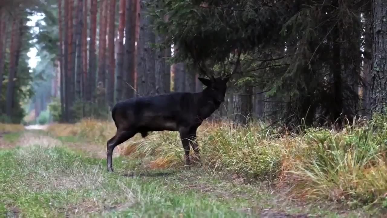 Rare Black Deer in Poland