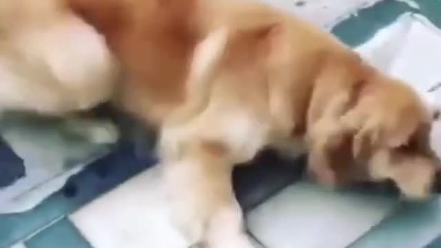 Funny Dog Video