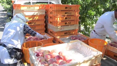 World's Most Expensive Peaches - Japan Agriculture Technology - Peaches Cultivation Technique