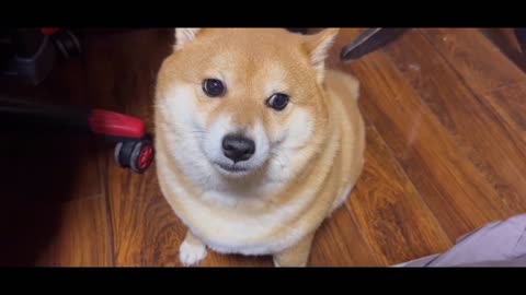 Little Shiba Inu by the bedside.