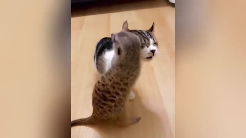 funny animals video 2024 😹😹😹