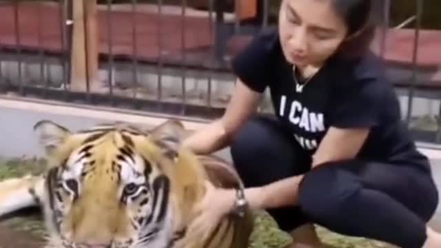 63_Naughty little guy#tiger