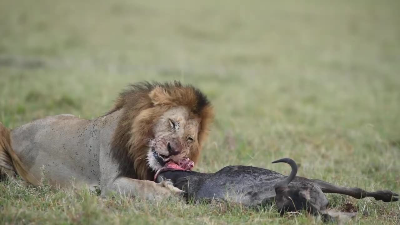 Cheetah,s Breakfast................