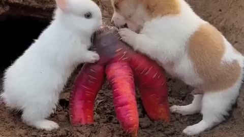 Friendship / puppy and rabbit . A beautiful moment - #shorts