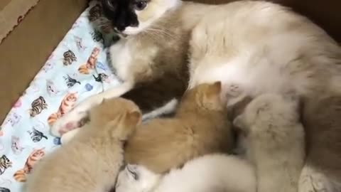 Funny animal Dogg
