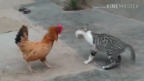 Chicken And Cat Wonderful Fight