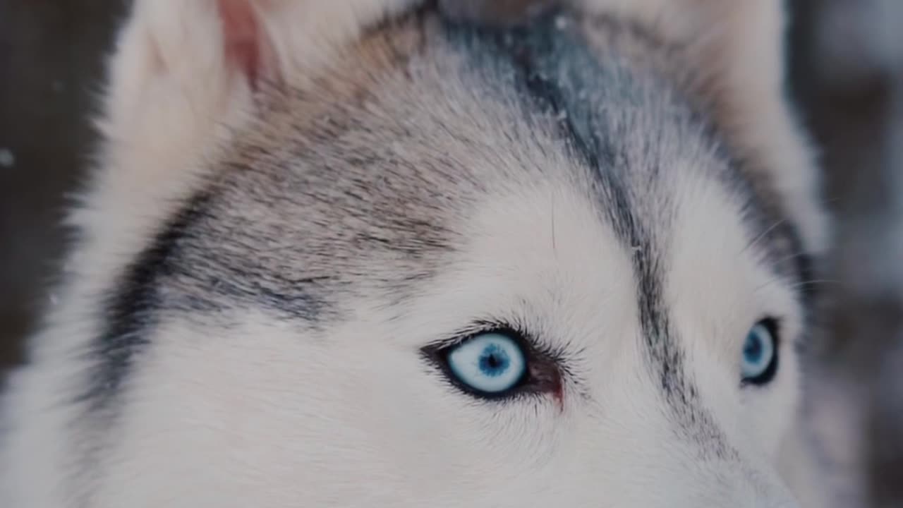 Close-Up Video of a Siberian Husky Looking Around Dog