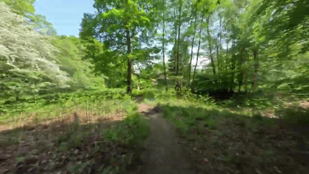 Forest of Dean, Parkend off piste trails, summer spin