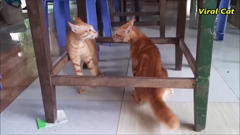 cat fighting and meowing