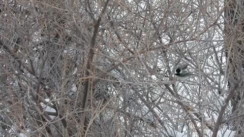 Chickadee Alarm Calls due to nearby Goshawk