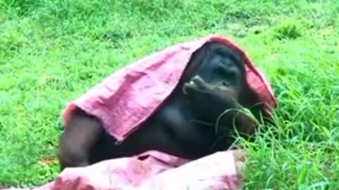 Orang Utan, Smart Animal