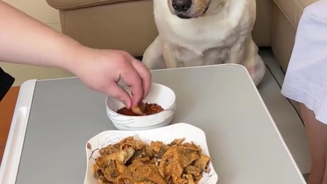 PET Anecdotes The dog's reaction when his master fooled