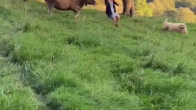 Cow Chases Two Goldendoodles