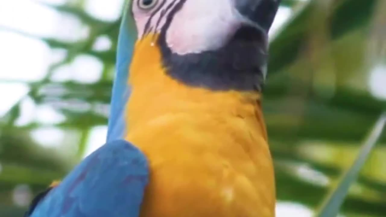 "Quench Your Thirst and Delight Your Senses: Explore the Tropical Refreshment of Coconut Water Bird!"