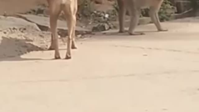 Super Funny Animal Video that will make you laugh out loud