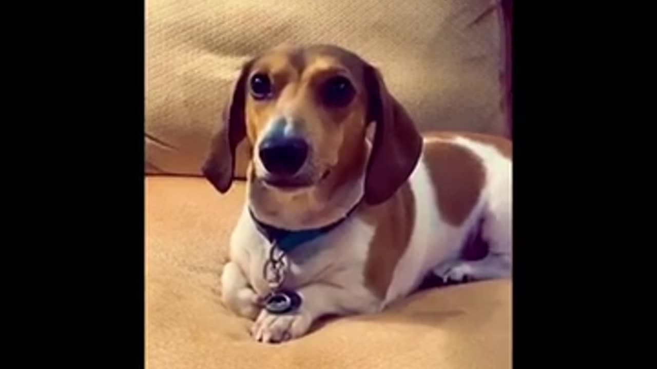 Funny Animal Videos 2023 π - Funniest Man And Dog Video πΊπ Funny video! Funny Animals!