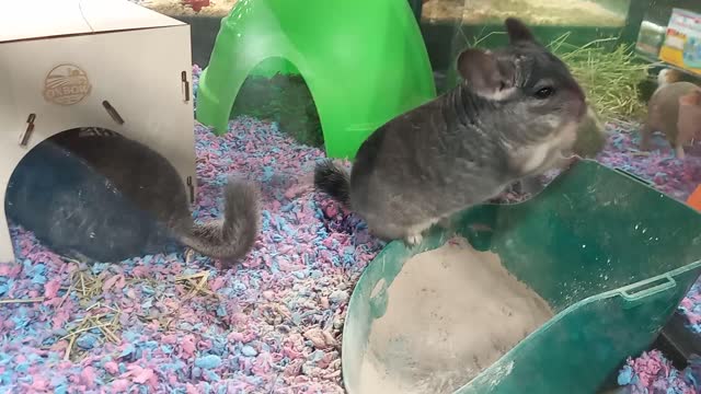 Chinchillas taking a Dust Bath