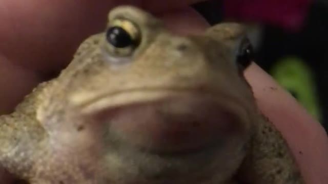 Singing Toad