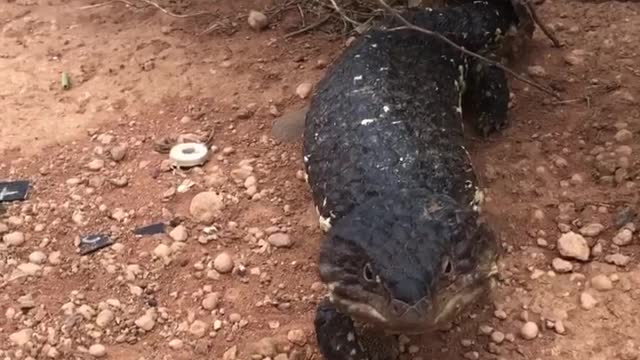 Blue Tongued Skink being defensive