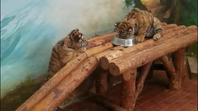 The little tiger is a bit of a big eater