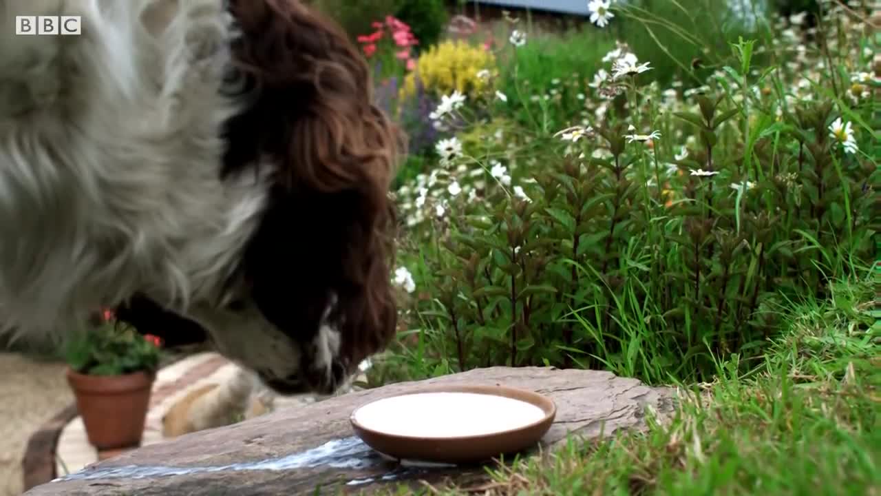 Puppy Adopted By Cat Mother | Pets Wild At Heart | BBC Earth