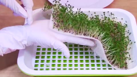 Growing_Broccoli_Sprouts_and_Microgreens_-_Hydroponic_&_No_Soil_Needed