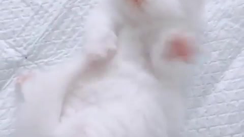 Baby White Cat Very Cute #1