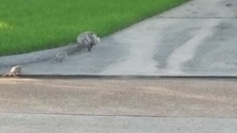 Possum Family