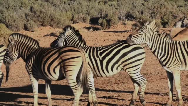 A dazzle of zebras in the savanna grasslands with antelopes