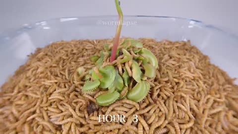 10000 meal worms