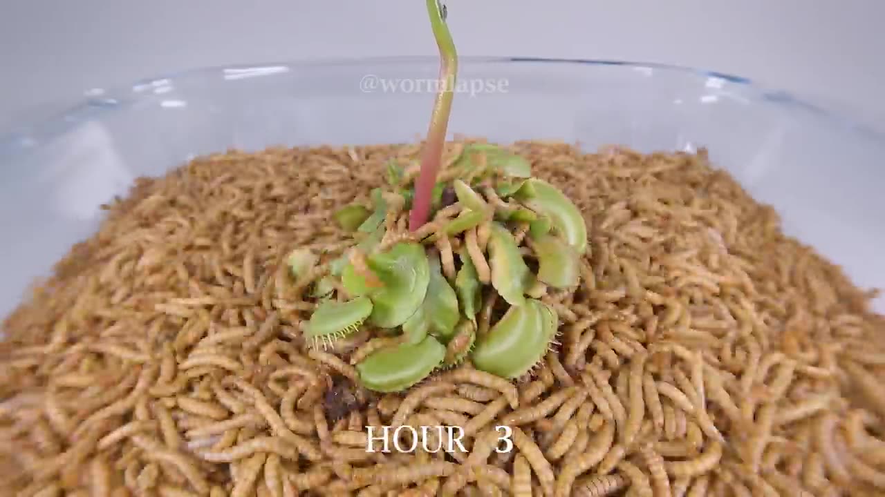 10000 meal worms