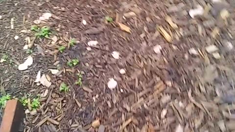 Walk in the rain Part1