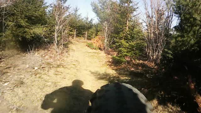 Porcupine on my Fat bike.