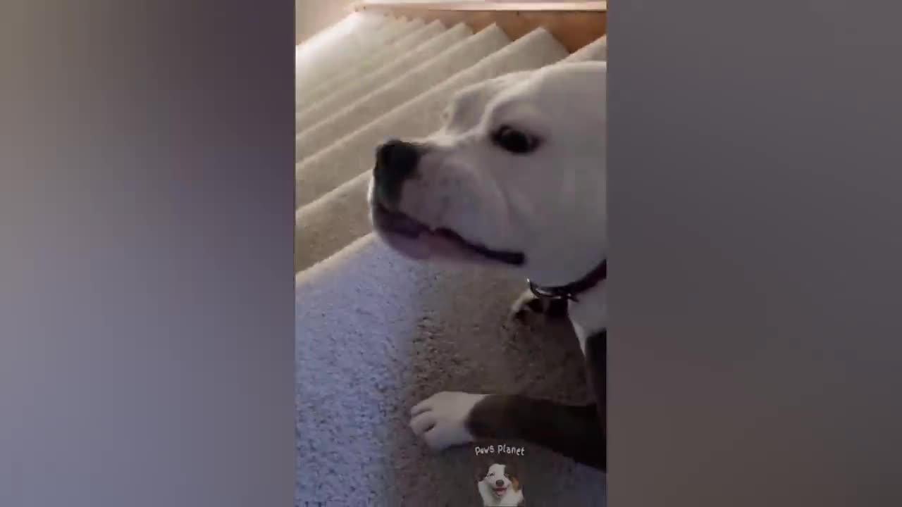 You laugh, You lose 😂 Funniest Animals 😂