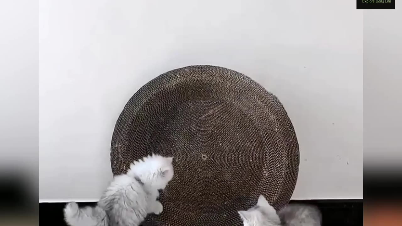 Funny animal activities🤣