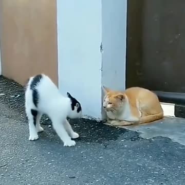 The Most Feared Orange Cat