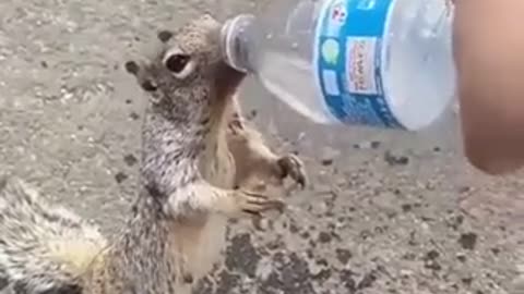 A squirrel, overcoming its fear of thirst, asks people for water
