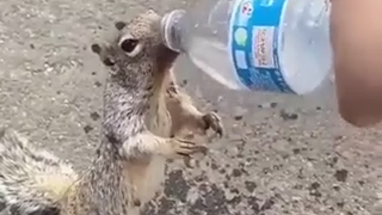 A squirrel, overcoming its fear of thirst, asks people for water