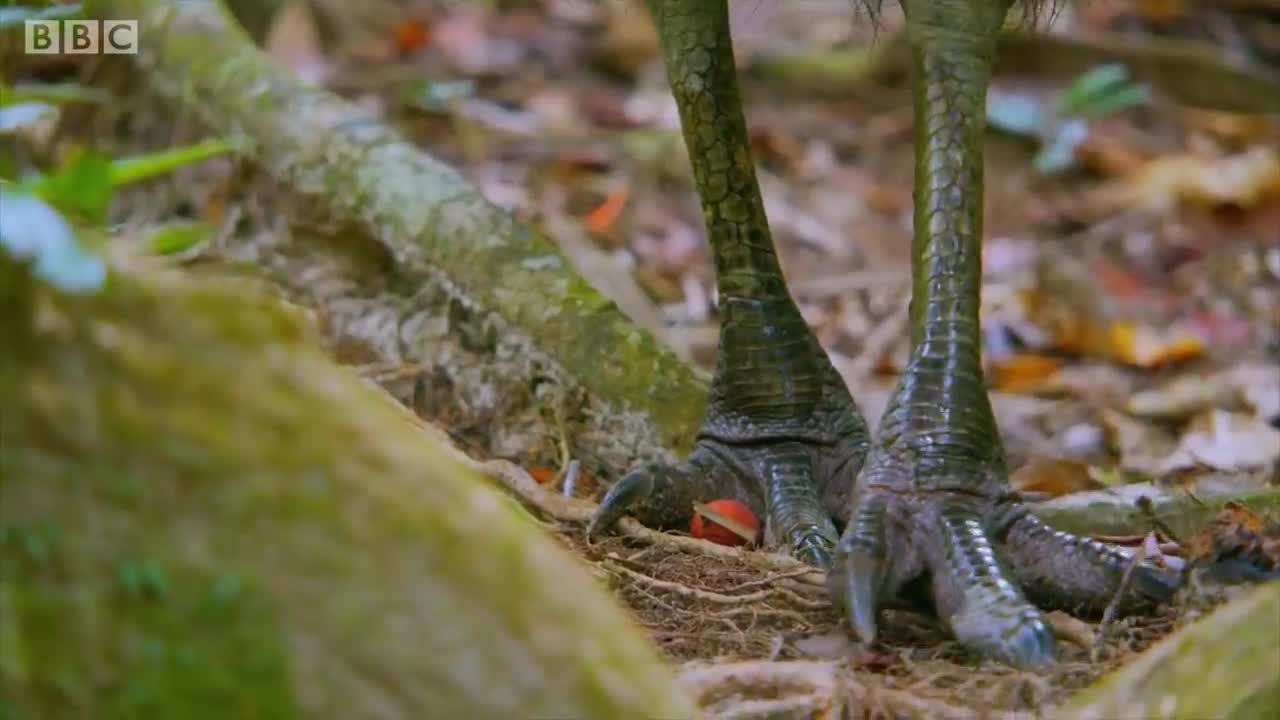 Filming The World's Deadliest Bird | Wild Stories | BBC Earth