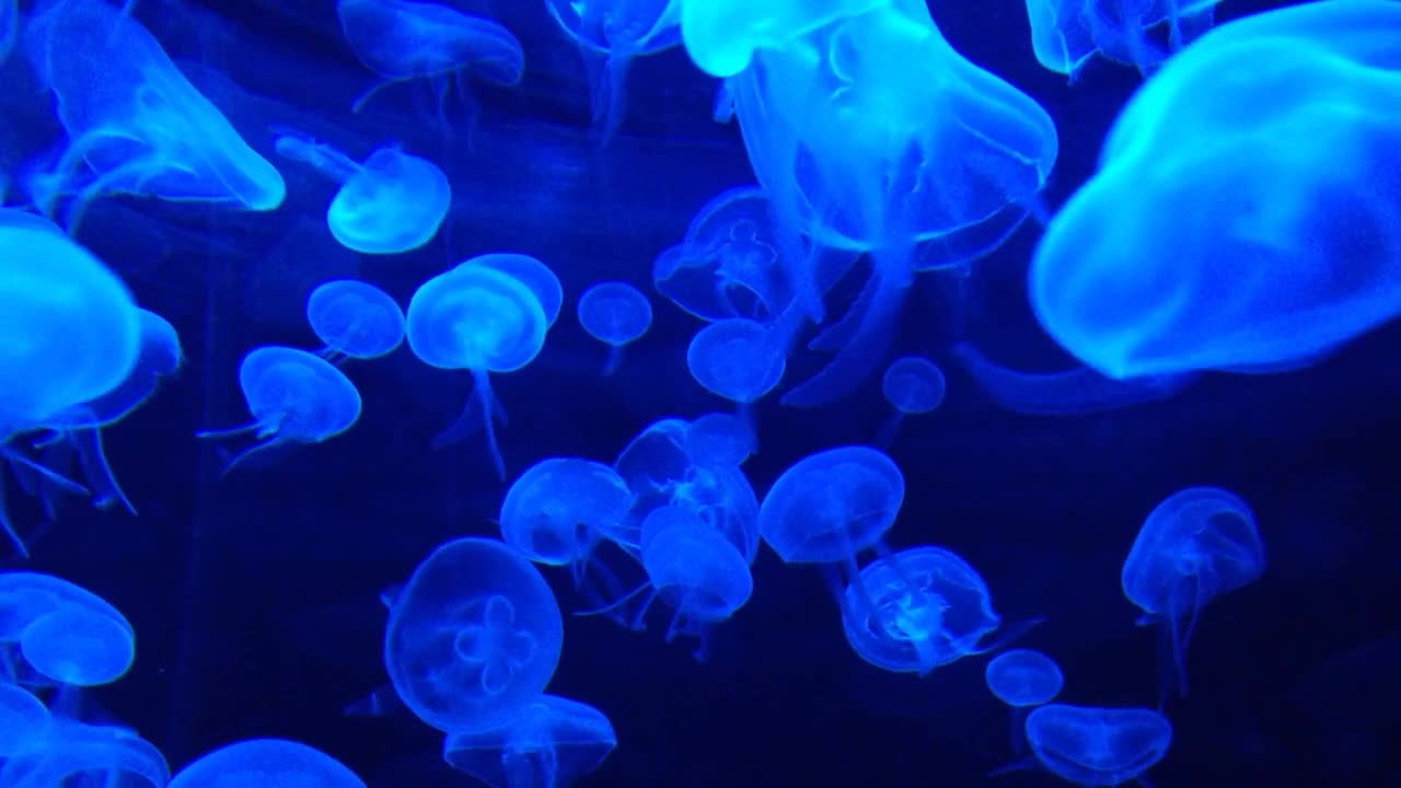 beautiful view of group of jellyfish in the bottom of ocean