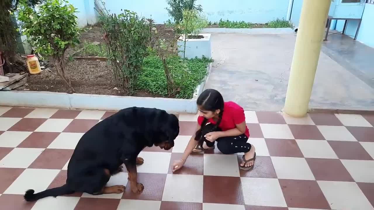 Learn How To Train Your Dog